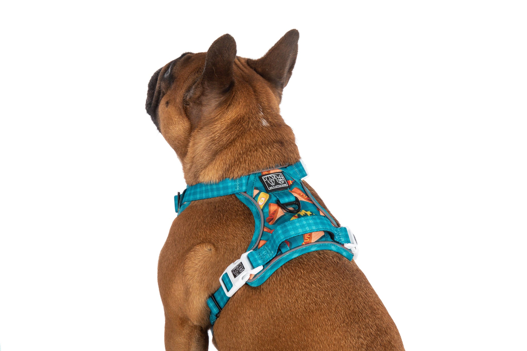 Big and little dogs harness best sale