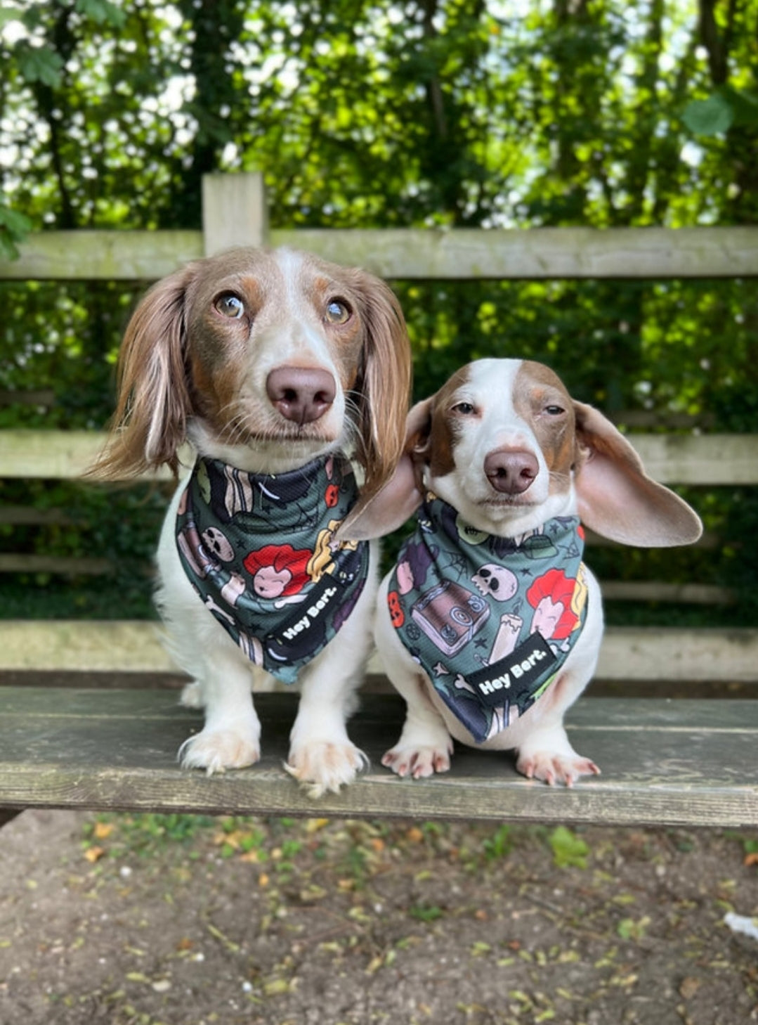 Hocus Pocus Tie-On Pet Bandana